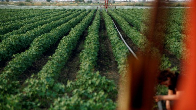 Στη Βουλή τροπολογία για τη στήριξη των παραγωγών που επλήγησαν τον Ιούλιο
