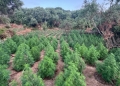 Συνελήφθη άνδρας για καλλιέργεια δενδρυλλίων και κατοχή ακατέργαστης κάνναβης στην Αττική