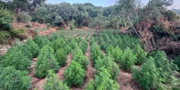 Συνελήφθη άνδρας για καλλιέργεια δενδρυλλίων και κατοχή ακατέργαστης κάνναβης στην Αττική