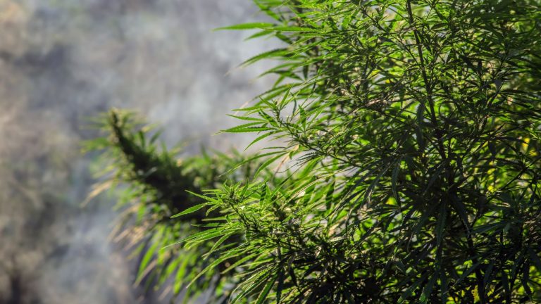 Θεσσαλονίκη: Σύλληψη 28χρονου με δύο κιλά κάνναβης