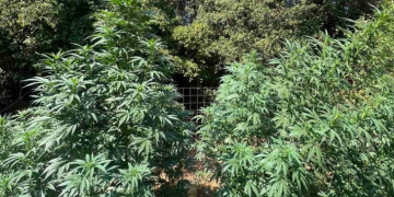 Δύο φυτείες κάνναβης εντοπίστηκαν στον Μυλοπόταμο – Συνελήφθησαν δύο άνδρες