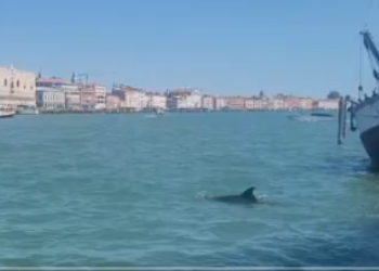 Ένα δελφίνι στη Γέφυρα του Ριάλτο στη Βενετία - Δείτε βίντεο