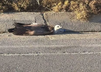 Εξαντλημένοι και αφυδατωμένοι γύπες στην Κρήτη – Πάνω από 20 χρειάστηκαν περίθαλψη
