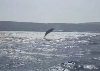 Φάλαινα εμφανίστηκε ανοιχτά των Φαλασάρνων – Το εντυπωσιακό βίντεο που έγινε viral