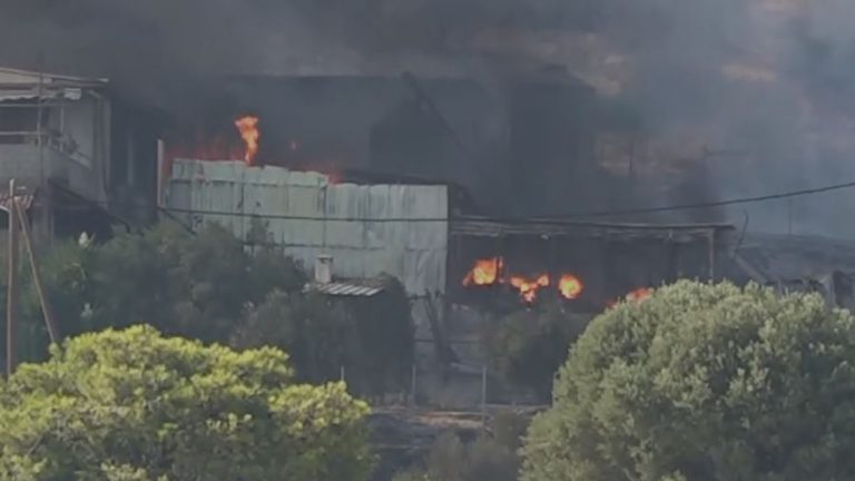 Φωτιά στην Αττικοβοιωτία: Μεγάλη καταστροφή στην κτηνοτροφική μονάδα της Κατσικαλής – Νεκρά περίπου 1.000 ζώα και πτηνά