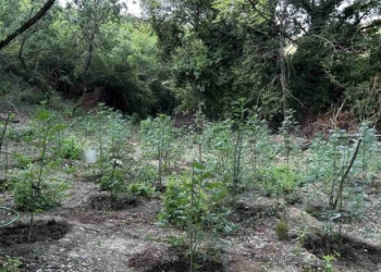 Φυτεία με περισσότερα από 2.000 δενδρύλλια κάνναβης εντοπίστηκε σε δύσβατη δασική περιοχή στη Φθιώτιδα