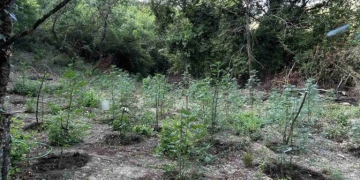 Φυτεία με περισσότερα από 2.000 δενδρύλλια κάνναβης εντοπίστηκε σε δύσβατη δασική περιοχή στη Φθιώτιδα