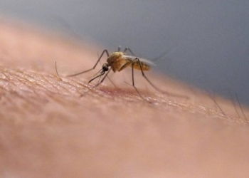 Ιατρικός Σύλλογος Πειραιώς: Σύσταση για αυξημένη εγρήγορση και μέτρα πρόληψης για τον ιό του Δυτικού Νείλου