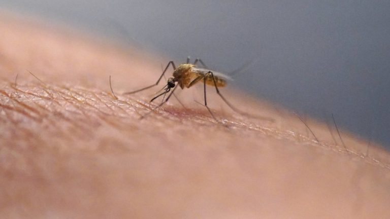 Ιατρικός Σύλλογος Πειραιώς: Σύσταση για αυξημένη εγρήγορση και μέτρα πρόληψης για τον ιό του Δυτικού Νείλου