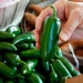 ΗΠΑ: Ανάκληση μεξικανικών πιπεριών jalapeño μετά από ξέσπασμα σαλμονέλας – 345 κρούσματα σε 27 πολιτείες