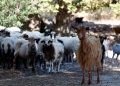 Ηράκλειο: Δήλωναν κτηνοτρόφοι χωρίς να έχουν ζώα