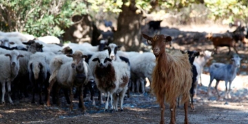 Ηράκλειο: Δήλωναν κτηνοτρόφοι χωρίς να έχουν ζώα