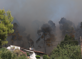 Και όμως υπάρχει ελπίδα: Σε 15-20 χρόνια θα υπάρχει νέο δάσος στη Χαλκιδική, δήλωσε καθηγητής του ΑΠΘ