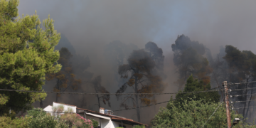 Και όμως υπάρχει ελπίδα: Σε 15-20 χρόνια θα υπάρχει νέο δάσος στη Χαλκιδική, δήλωσε καθηγητής του ΑΠΘ