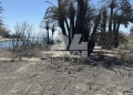 Στ. Παπασταύρου για πυρκαγιές: Διασώθηκε σχεδόν στο σύνολό του το φοινικόδασος της Πρέβελης