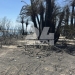 Στ. Παπασταύρου για πυρκαγιές: Διασώθηκε σχεδόν στο σύνολό του το φοινικόδασος της Πρέβελης