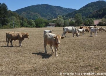 Ξηρασία: Μεγάλες απώλειες στη γερμανική γεωργία